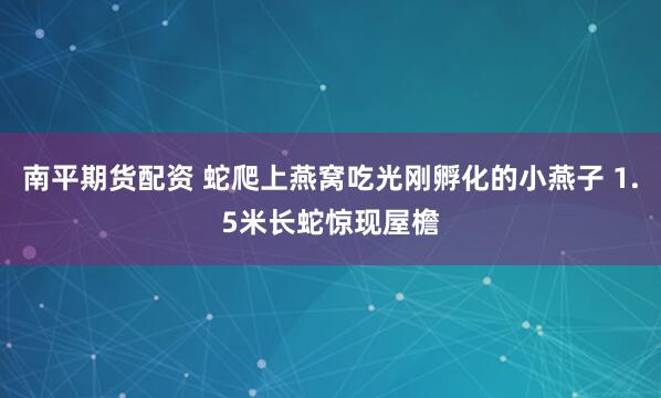 南平期货配资 蛇爬上燕窝吃光刚孵化的小燕子 1.5米长蛇惊现屋檐